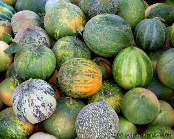 Karahallı Düylekleri